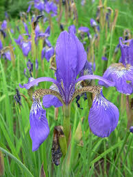 Attēlu rezultāti vaicājumam “Iris rosenbachiana”