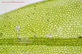 Attēlu rezultāti vaicājumam “Acaulon muticum”