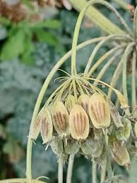 Attēlu rezultāti vaicājumam “Heracleum sosnowskyi flower”
