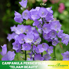 Attēlu rezultāti vaicājumam “Campanula persicifolia bud”