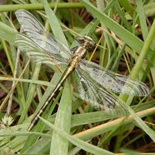 Attēlu rezultāti vaicājumam “Cordulidae”