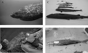 Image result for Somniosus microcephalus