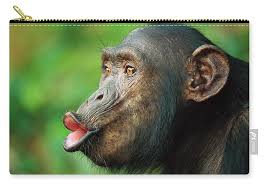 Attēlu rezultāti vaicājumam “Troglodytes troglodytes adult”