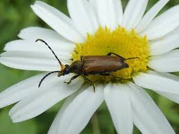 Attēlu rezultāti vaicājumam “Paracorymbia maculicornis”