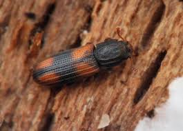 Attēlu rezultāti vaicājumam “Bitoma crenata”