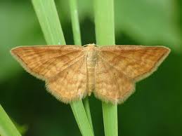 Attēlu rezultāti vaicājumam “Idaea serpentata”