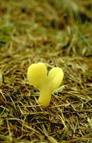 Attēlu rezultāti vaicājumam “Arrhenia spatulata”