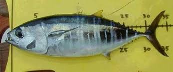 Image result for Thunnus obesus