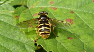 Attēlu rezultāti vaicājumam “Sericomyia sp.”