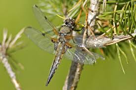 Attēlu rezultāti vaicājumam “Libellula quadrimaculata imago”