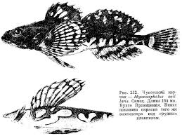 Image result for Myoxocephalus scorpioides