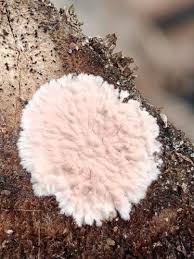 Attēlu rezultāti vaicājumam “Corticium roseum”