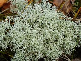 Attēlu rezultāti vaicājumam “Cladonia rangiferina”