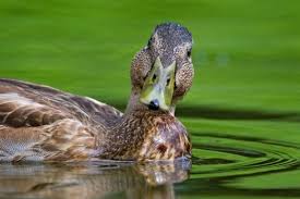 Attēlu rezultāti vaicājumam “Anas platyrhynchos juvenile”