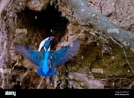 Attēlu rezultāti vaicājumam “Alcedo atthis nest”