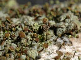 Attēlu rezultāti vaicājumam “Chaenotheca chlorella”