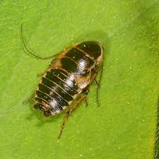 Attēlu rezultāti vaicājumam “Ectobius sylvestris female”