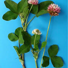Attēlu rezultāti vaicājumam “Trifolium hybridum flower”