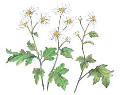 Attēlu rezultāti vaicājumam “Gymnadenia conopsea fruit”