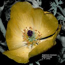 Attēlu rezultāti vaicājumam “Papaveraceae”