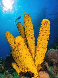 Attēlu rezultāti vaicājumam “Tubifera applanata”