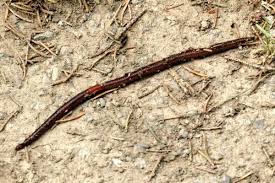 Attēlu rezultāti vaicājumam “Lumbricidae”