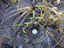 Attēlu rezultāti vaicājumam “Lycopodiella inundata”