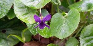 Attēlu rezultāti vaicājumam “Viola hirta leaf”