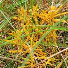 Attēlu rezultāti vaicājumam “Badhamia dubia”