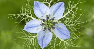 Image result for Nigella damascena