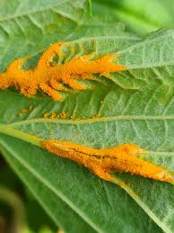 Attēlu rezultāti vaicājumam “Triphragmium ulmariae”