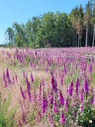 Image result for Fingerhut rot