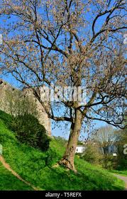 Attēlu rezultāti vaicājumam “Hymenoscyphus fraxineus”