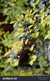 Attēlu rezultāti vaicājumam “Prunus domestica subsp. insitita fruit”