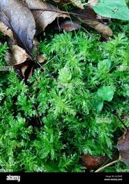 Attēlu rezultāti vaicājumam “Plagiomnium undulatum”