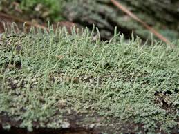 Attēlu rezultāti vaicājumam “Cladonia”