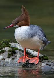 Attēlu rezultāti vaicājumam “Mergus merganser female”