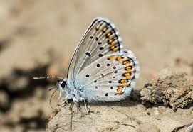 Attēlu rezultāti vaicājumam “Plebejus idas”