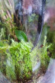 Attēlu rezultāti vaicājumam “Leucobryum glaucum”