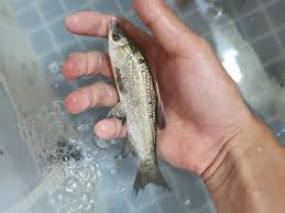 Image result for Mylopharyngodon piceus