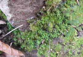 Attēlu rezultāti vaicājumam “Pogonatum dentatum”