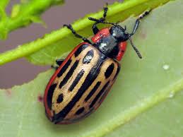 Attēlu rezultāti vaicājumam “Chrysomela vigintipunctata”