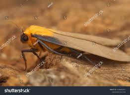 Attēlu rezultāti vaicājumam “Lithosia quadra female”