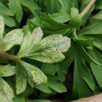 Attēlu rezultāti vaicājumam “Tranzschelia anemones”