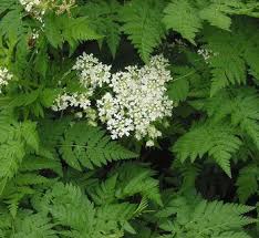 Attēlu rezultāti vaicājumam “Anthriscus”