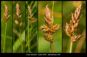 Attēlu rezultāti vaicājumam “Carex disticha”