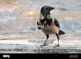Attēlu rezultāti vaicājumam “Corvus cornix juvenile”
