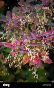 Attēlu rezultāti vaicājumam “Enkianthus chinensis leaf”