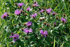 Image result for Centaurea pseudophrygia