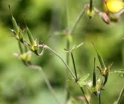Attēlu rezultāti vaicājumam “Geranium pratense bud”